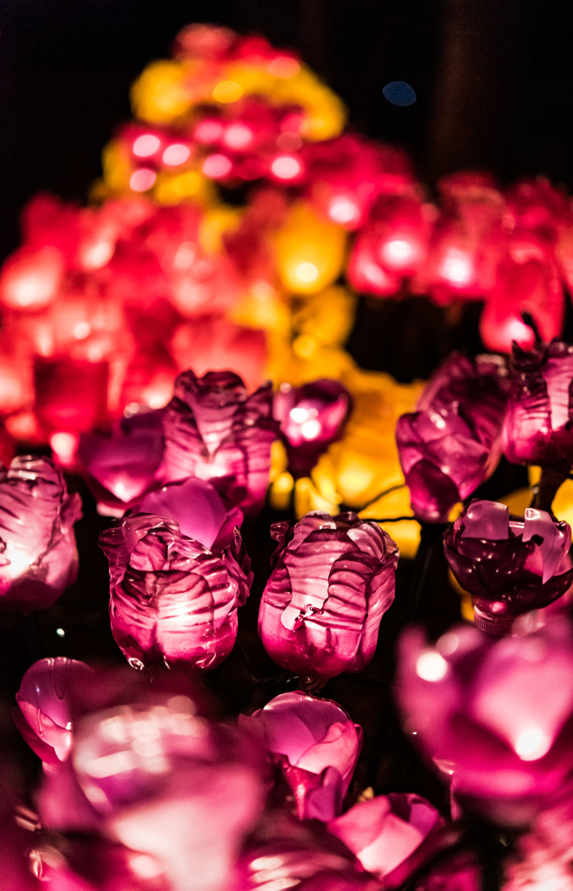 Ciener Garden Tulip Holiday Blooms Light Display